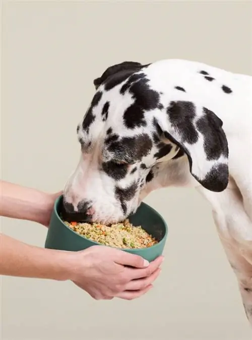 dalmata gaudint del menjar per a gossos de la recepta de pollastre fresc d'Ollie