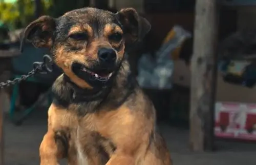 grommende black and tan geketende hond