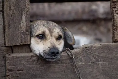 Droevige hond geketend