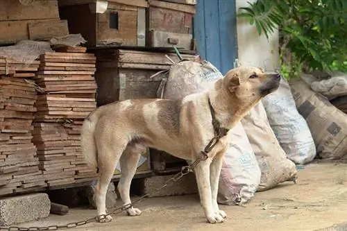 Kan jeg lenke eller binde hunden min? 9 Veterinær vurderte grunner til å unngå praksisen