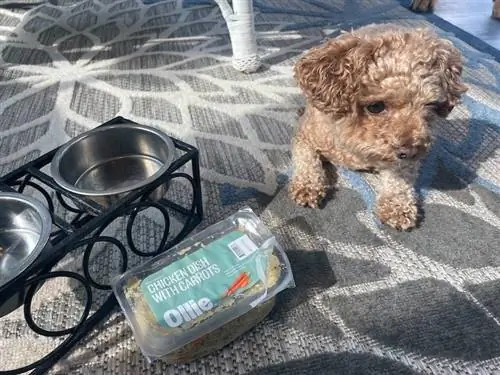 chien bouclé sur un tapis à côté de bols de nourriture et d'un plat de poulet Ollie aux carottes