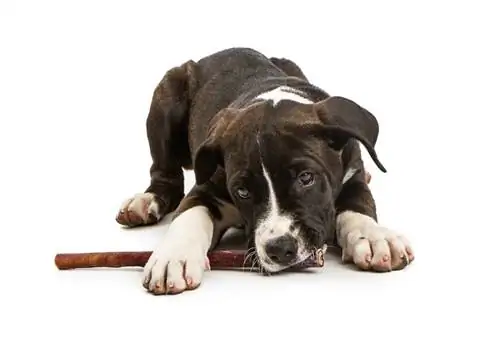 kleine gemengde hond van groot ras bullebak stick_Susan Schmitz_shutterstock