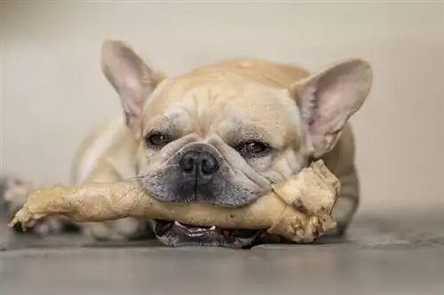 franse bulldog rawhide_Tienuskin_shutterstock