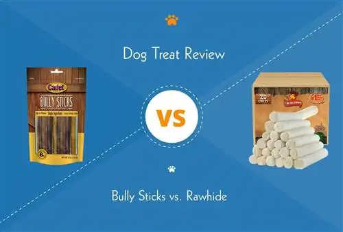 Bully Sticks vs. Rawhide: Qhov twg yog qhov zoo tshaj rau koj tus dev?