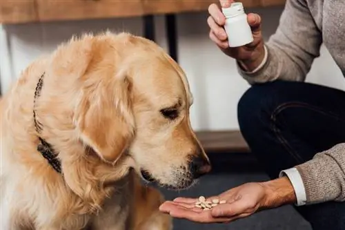 golden retriever prenant des vitamines