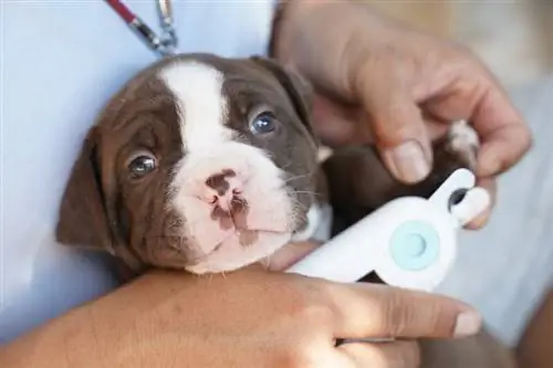 Pitbull puppy nail trimming