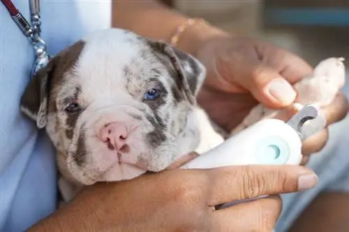 Kuidas lõigata Pitbulli küüsi: 7 loomaarsti heakskiidetud nõuannet & nippi