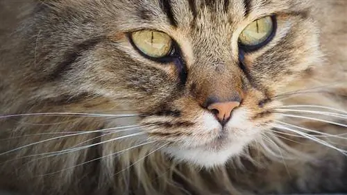 primo piano dei baffi di un gatto