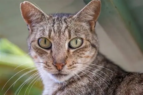 un gros plan des moustaches d'un chat tigré