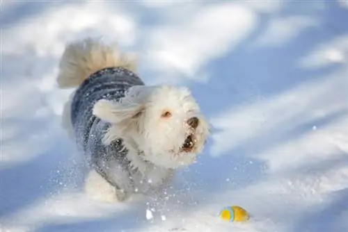 um cachorro havanês branco latindo lá fora na neve