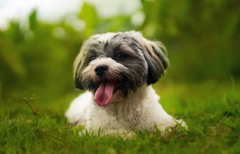 cachorro havanês deitado na grama