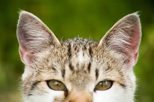 close up gambar telinga dan mata kucing