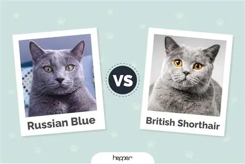 Russian Blue vs. British Shorthair: Ipinaliwanag ang Mga Pagkakaiba (May Mga Larawan)