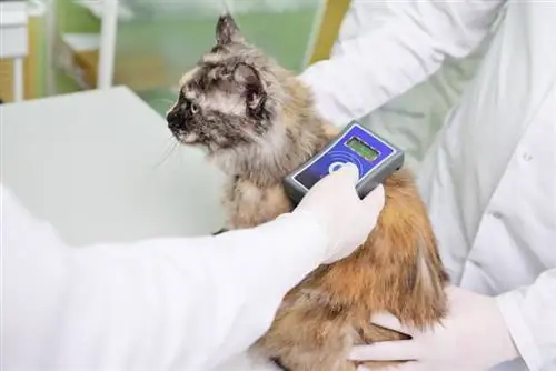 pemindaian dokter hewan untuk microchip kucing