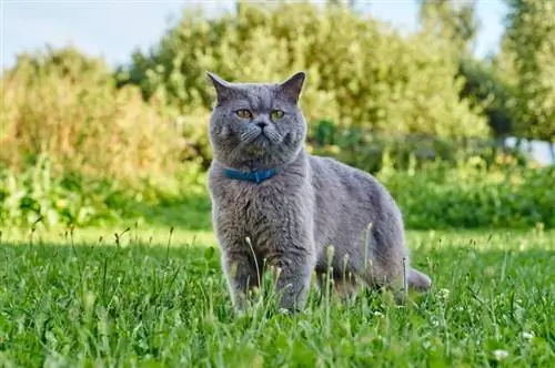 kucing british short hair memakai kalung kutu