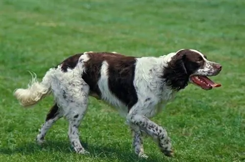 Franču spaniels