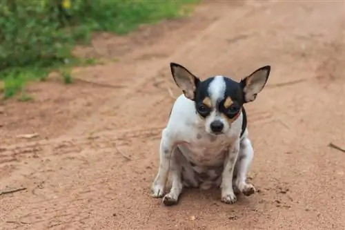 chihuahua hund trække sin numse