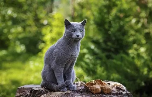 Russian Blue duduk di bebatuan