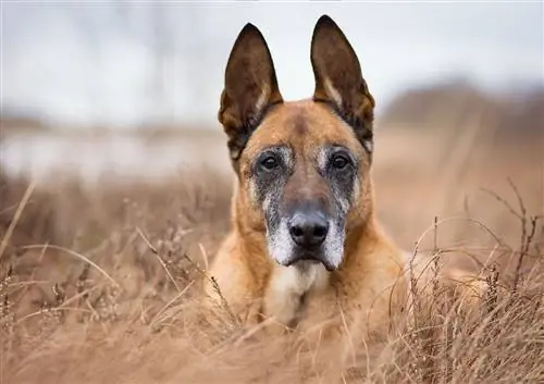 Belgisk fårhund