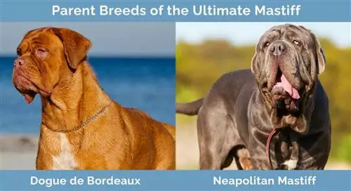 Races parentales de l'Ultimate Mastiff