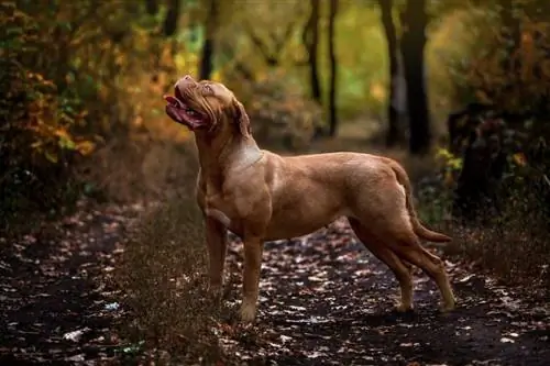 Ultimate Mastiff (Dogue de Bordeaux & Neapolitan Mastiff Mix): Maelezo, Picha, Sifa & Ukweli