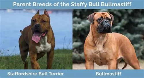 พ่อแม่พันธุ์ของ Staffy Bull Bullmastiff