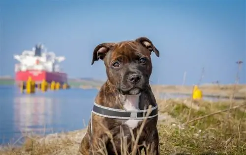 Staffy Bull Bullmastiff