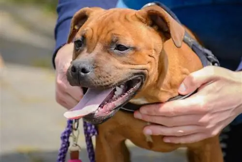 Staffy Bull Bullmastiff