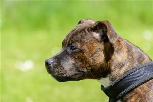 Staffy Bull Bullmastiff (Staffordshire Bull Terrier & Bullmastiff Mix): Afbeeldingen & Info