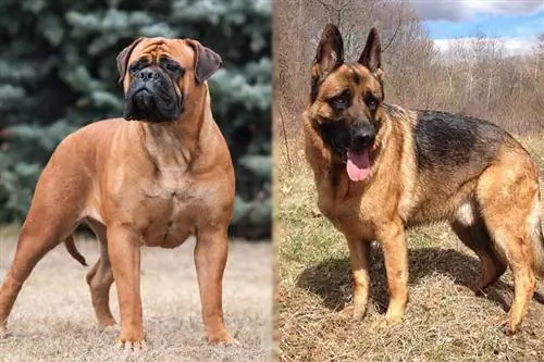 Bullmastiff schäfermix: info, bilder, egenskaper & Fakta