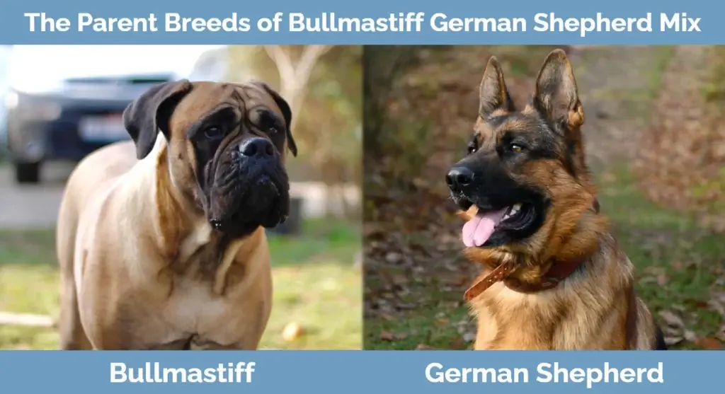 Các giống bố mẹ của Bullmastiff German Shepherd Mix