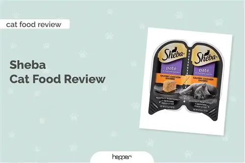 Sheba Cat Food Review 2023: millors opcions, avantatges & contres