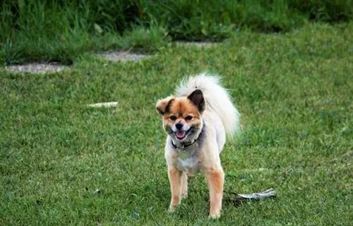 jack-a-ranian in het gras