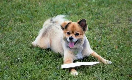 Jack-A-Ranian (Pomeranian & Jack Russell Terrier Mix): Info, billeder, fakta