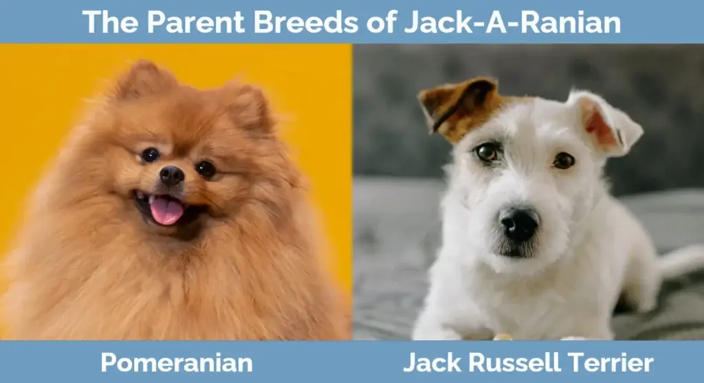 Les races parentales de Jack-A-Ranian