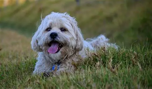 Mal-Shi (m alteški & Shih-Tzu mix): informacije, slike, činjenice