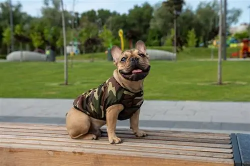 cane con camicia