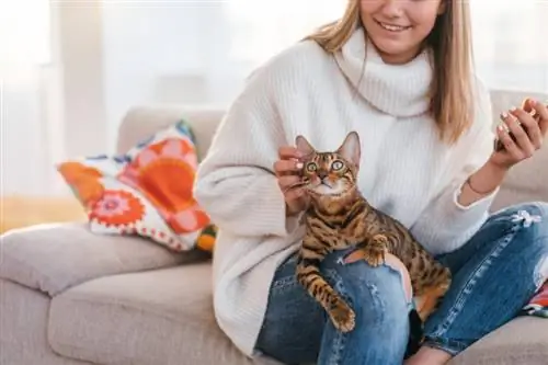 Bengaalse kat zit op de schoot van de vrouw