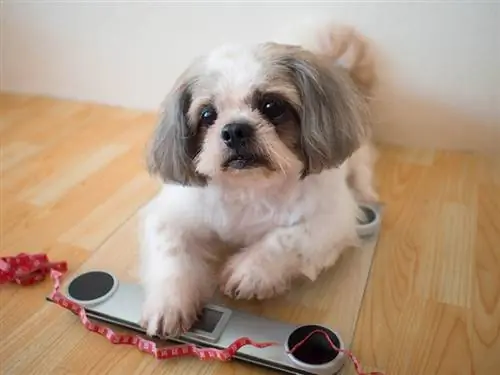 Anjing Fat Shih tzu duduk di timbangan berat badan