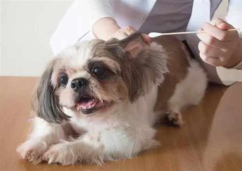 Veterinária feminina limpando orelhas para um bom cachorro Shih tzu com vareta de limpeza de orelha