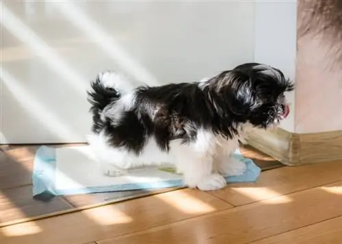 Apprentissage de la propreté d'un Shih Tzu