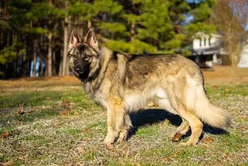 Shiloh Shepherd: معلومات عن سلالات الكلاب ، صور ، سمات ، كلاب صغيرة & حقائق