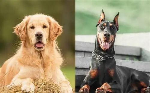 Doberman Pinscher Golden Retriever Mix: Мэдээлэл, зураг, шинж чанар & Баримт