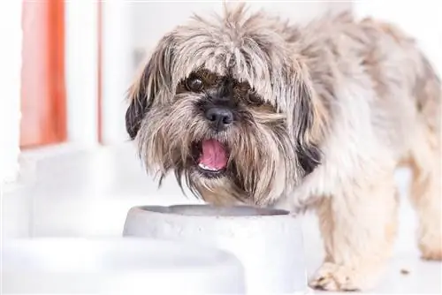 10 meilleurs aliments pour chiens pour chiots Shih Tzu – 2023 avis &