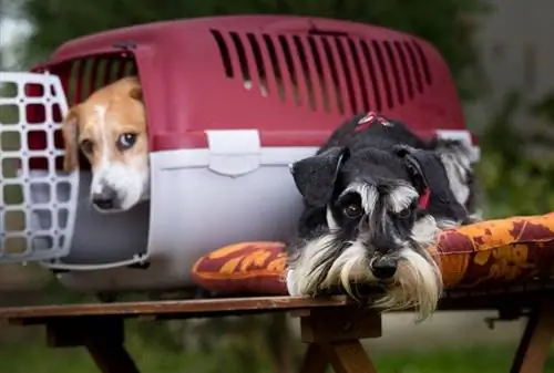 4 DIY-Möbelpläne für eine doppelte Hundebox (mit Bildern)