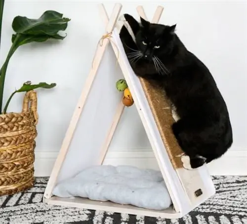 DIY-kradsebræt til katte