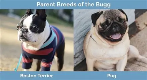 Parent Breeds of the Bugg