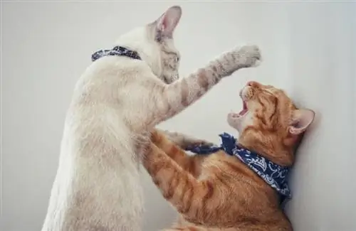 gato peleando de cerca