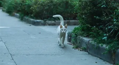 cola de gato blanco hacia arriba