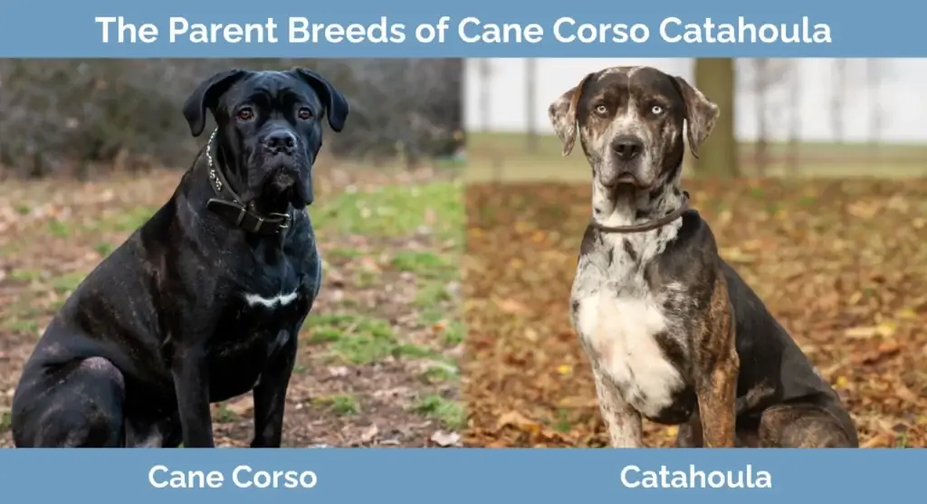 Ang parent breed ng Cane Corso Catahoula Mix